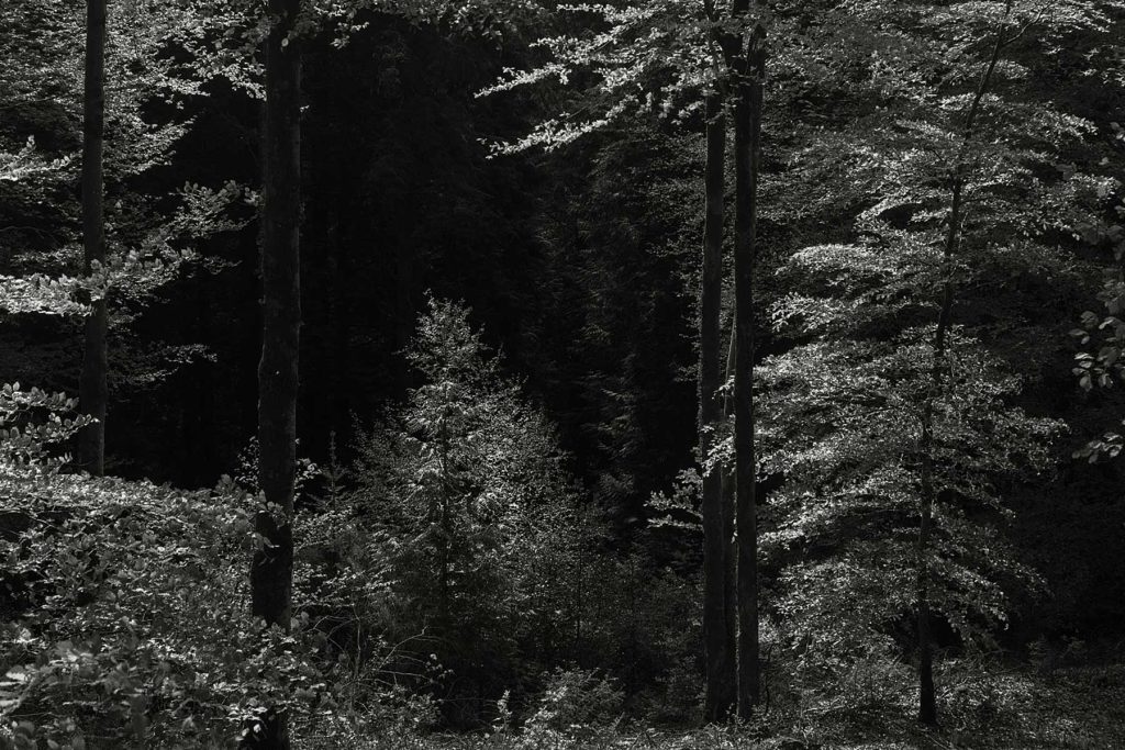 Forest scene, black and white