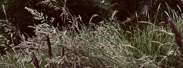 Focused Light Launch Event