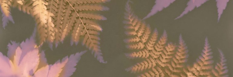 lumen print of leaves, focused light